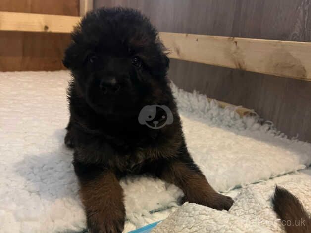 K C Registered German Shepherd Puppies for sale in Waterlooville, Hampshire - Image 2