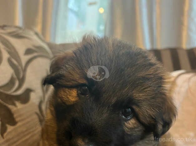 K C Registered German Shepherd Puppies for sale in Waterlooville, Hampshire - Image 3