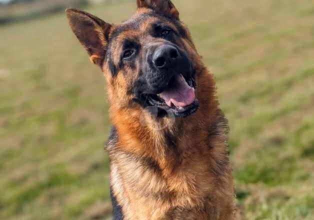 KC Champion Bloodline Pups From Health Tested Parents for sale in Ely, Cambridgeshire