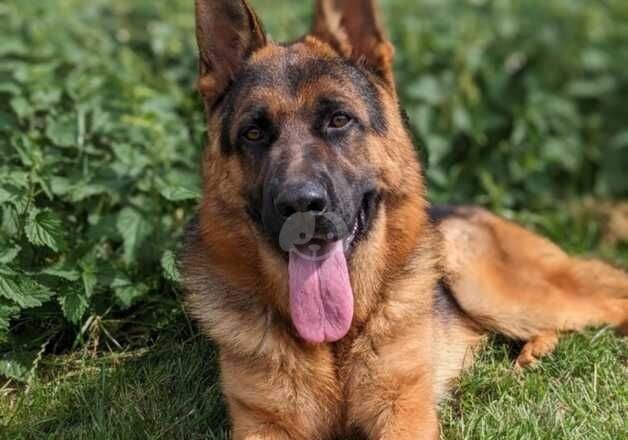 German Shepherds for sale in Ely, Cambridgeshire