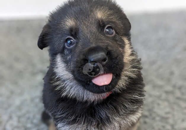 German Shepherd Puppies for sale