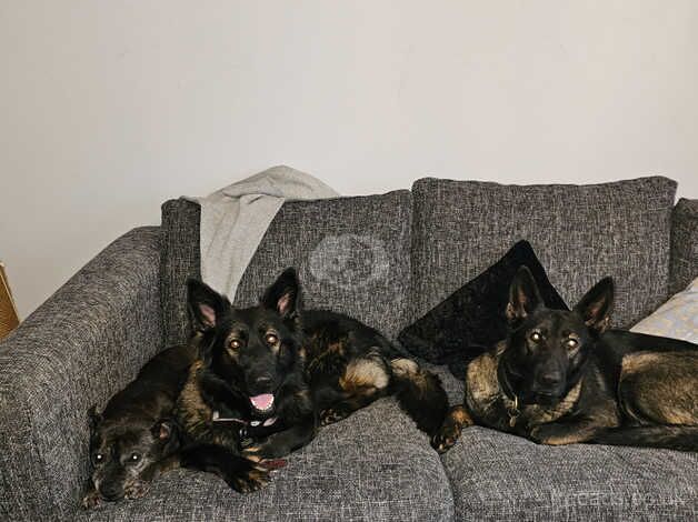 KC Czech LC GSD female for sale in West Bromwich, West Midlands - Image 1