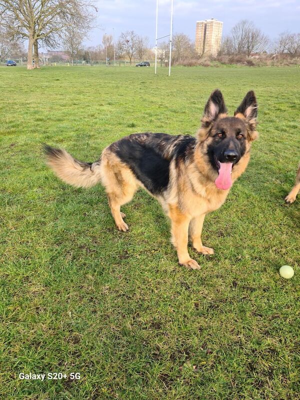 KC German Shepherd for sale in Dagenham, Greater London