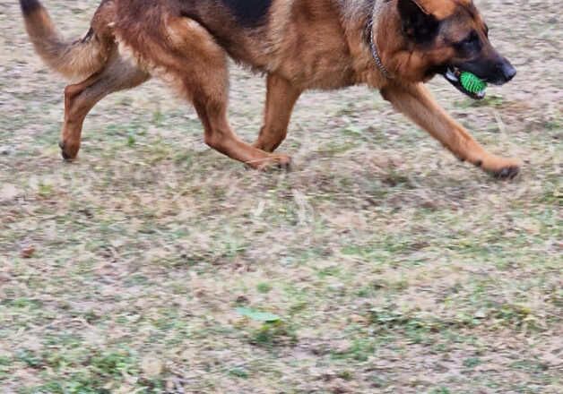 Kc german shepherd boy for sale in Taunton, Somerset - Image 4