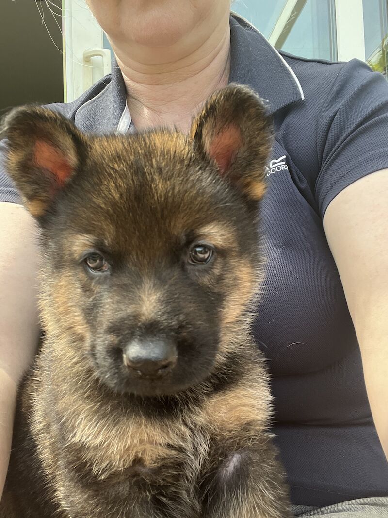 KC German Shepherd puppies for sale in Honiton, Devon - Image 3