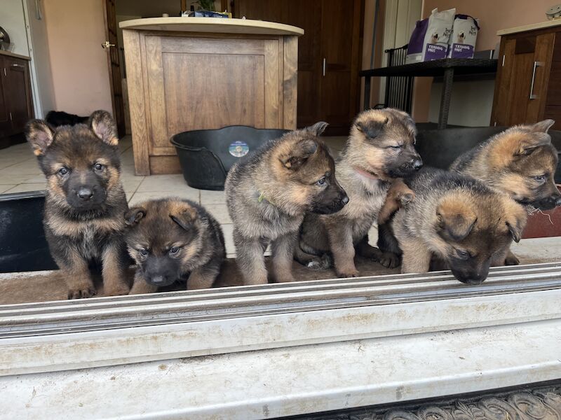 KC German Shepherd puppies for sale in Honiton, Devon - Image 4