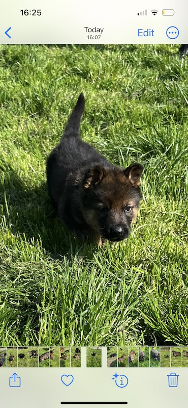 KC German Shepherd puppies for sale in Honiton, Devon - Image 5