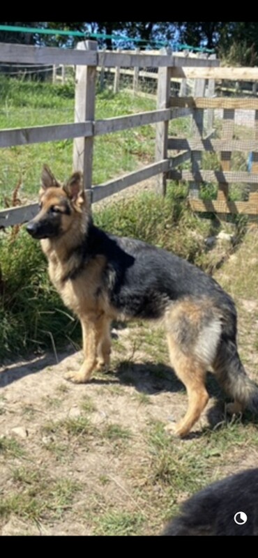 KC German Shepherd puppies for sale in Honiton, Devon - Image 7