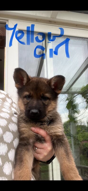 German Shepherds for sale in Honiton, Devon