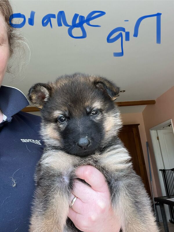 KC German Shepherd puppies for sale in Honiton, Devon - Image 10