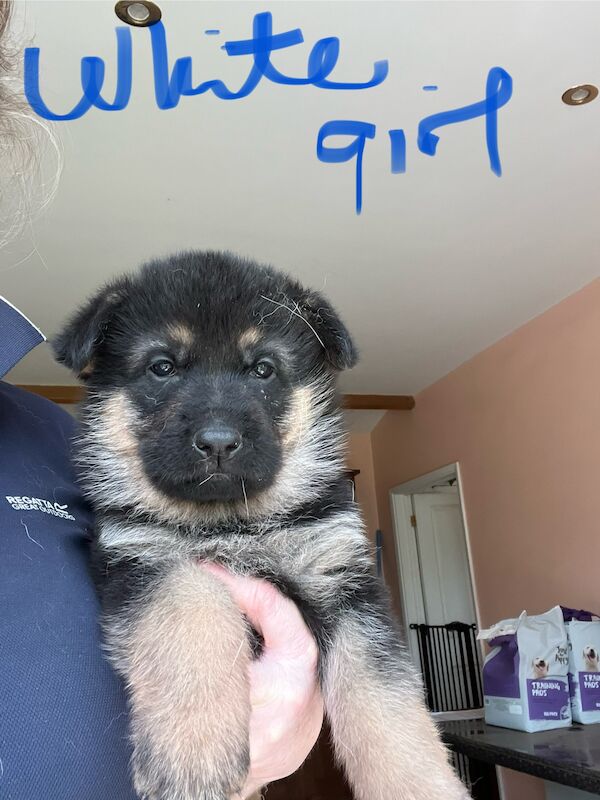 KC German Shepherd puppies for sale in Honiton, Devon - Image 8