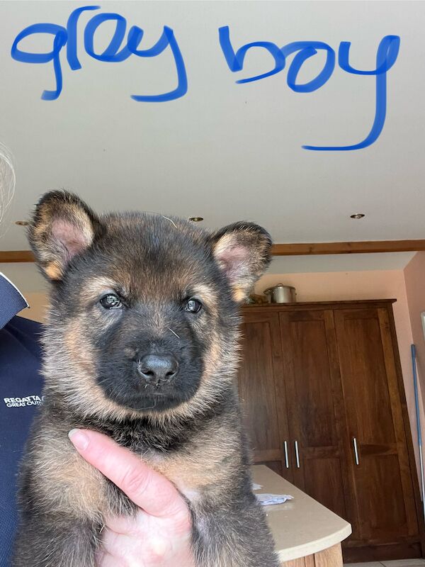 KC German Shepherd puppies for sale in Honiton, Devon - Image 9