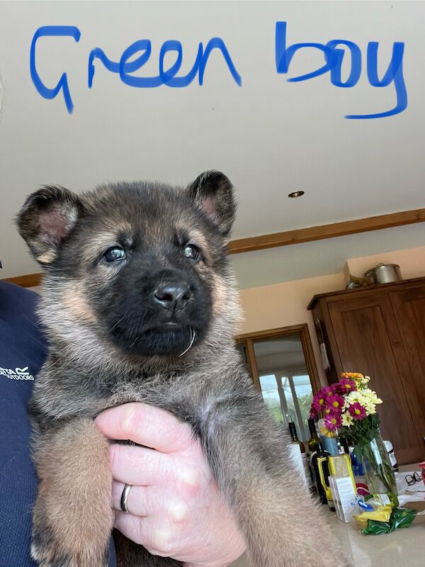 KC German Shepherd puppies for sale in Honiton, Devon