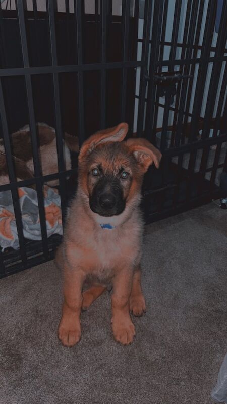 KC German shepherd pups for sale in Brechin, Angus