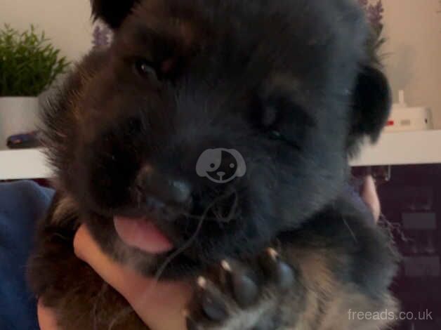 German Shepherd Puppies for sale in Devon