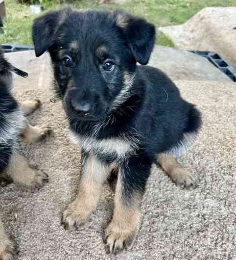 KC Registered German Shepherd Puppies for sale in Northamptonshire