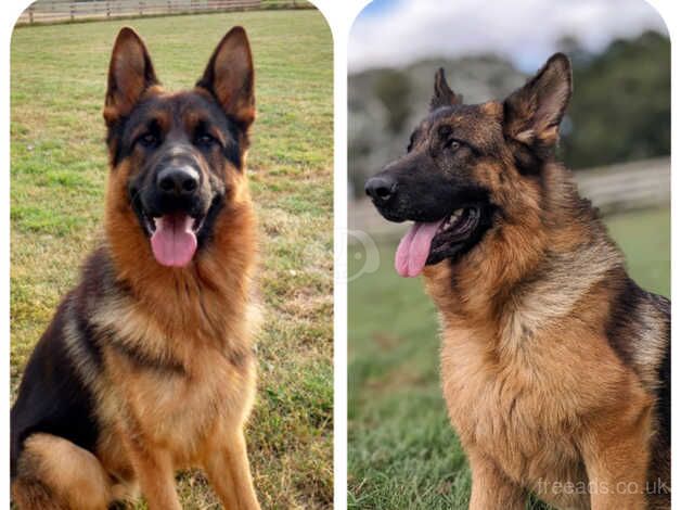 German shepeard for sale in Ely, Cardiff