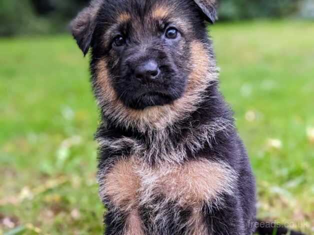 German Shepherds for sale in Ely, Cambridgeshire