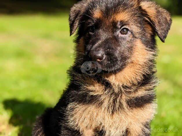 German Shepherds for sale in Ely, Cambridgeshire