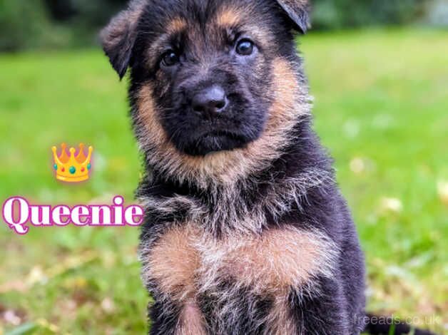 KC Registered German Shepherd Puppies for sale in Cambridgeshire