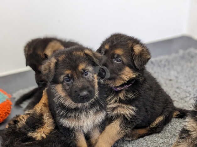 German Shepherd Puppies for sale