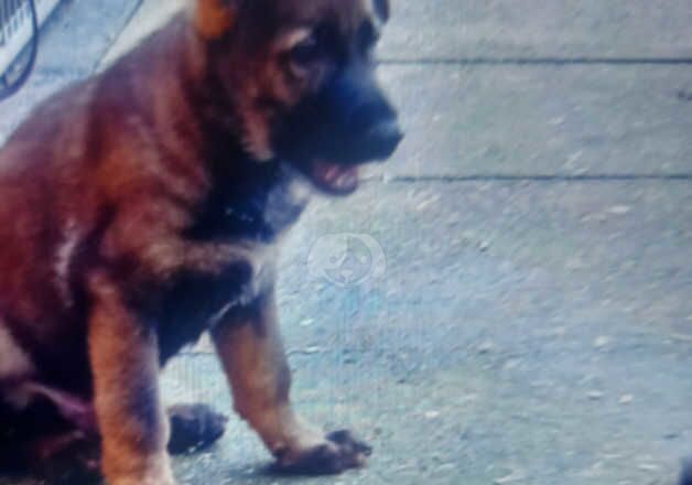 Kc reg champion bloodlines gsd pups for sale in Manchester, Greater Manchester