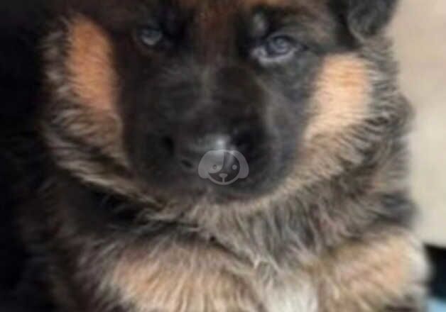 German Shepherds for sale in Manchester, Greater Manchester