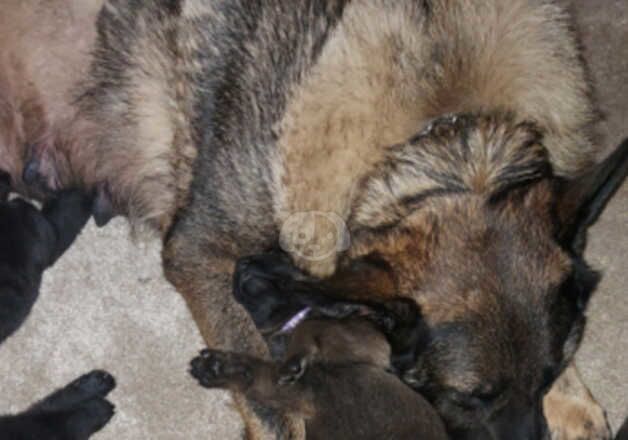 KC Registered German Shepherd Puppies for sale in Greater Manchester