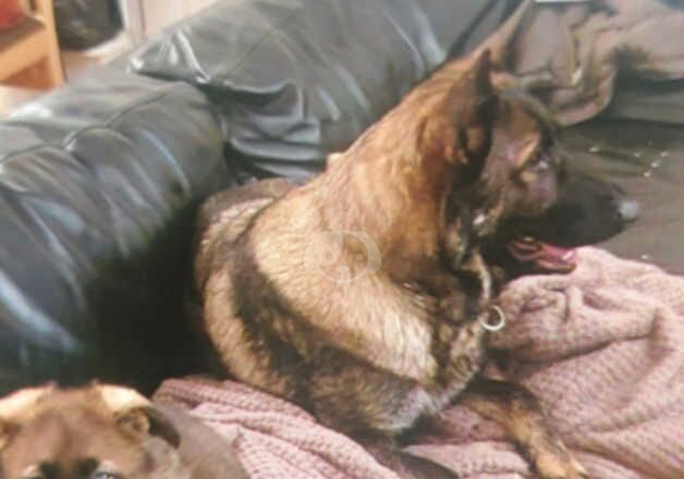 Kc reg champion bloodlines gsd pups for sale in Manchester, Greater Manchester - Image 5