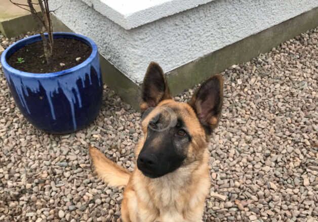 KC REG GERMAN SHEPHERD BITCH GOLD SABLE ROUGH COATED for sale in Peterhead, Aberdeenshire - Image 4