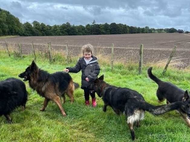 K.c reg german shepherd male for sale in Coldstream, Scottish Borders