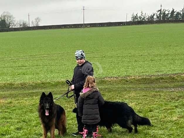 K.c reg german shepherd male for sale in Coldstream, Scottish Borders - Image 4