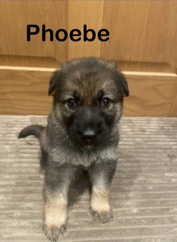 KC reg straight back German shepherd puppies for sale in Wrexham / Wrecsam, Clwyd