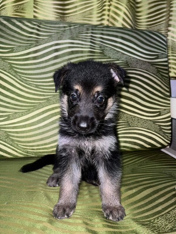 KC reg Stunning German Shepherd Pups Available. for sale in Glasgow City - Image 2