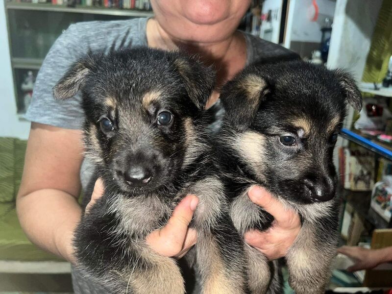 KC reg Stunning German Shepherd Pups Available. for sale in Glasgow City - Image 3