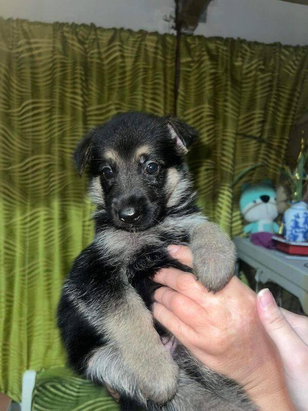 KC reg Stunning German Shepherd Pups Available. for sale in Glasgow City - Image 4