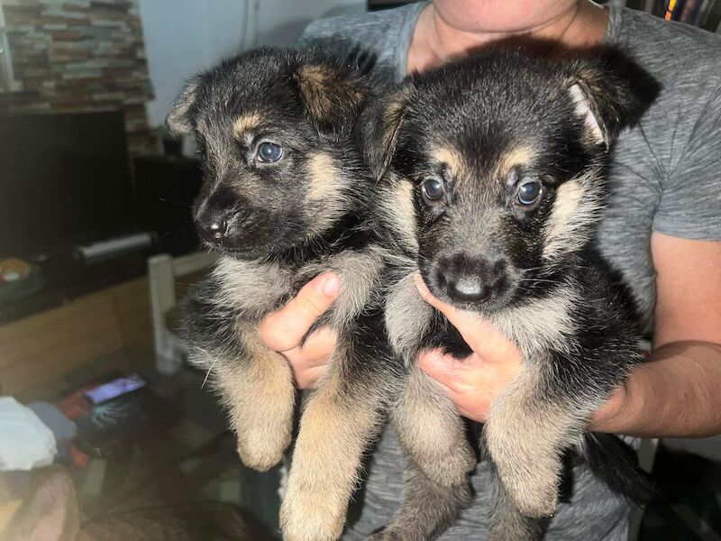 KC reg Stunning German Shepherd Pups Available. for sale in Glasgow City - Image 5