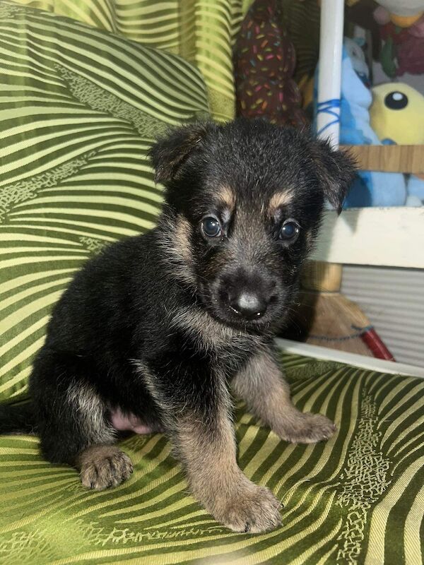 KC reg Stunning German Shepherd Pups Available. for sale in Glasgow City - Image 6