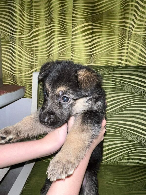 KC reg Stunning German Shepherd Pups Available. for sale in Glasgow City - Image 7