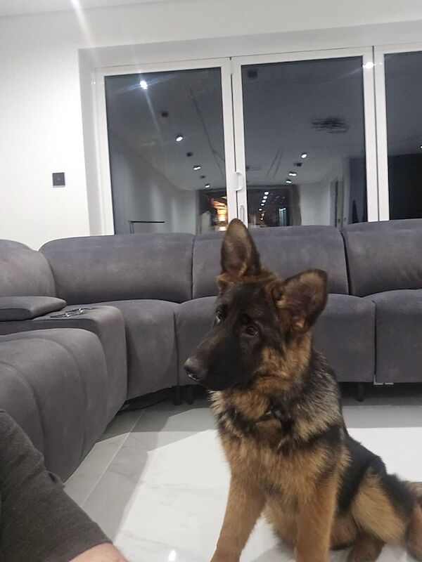 KC Register German Shepherd puppies for sale in Wolverhampton, West Midlands