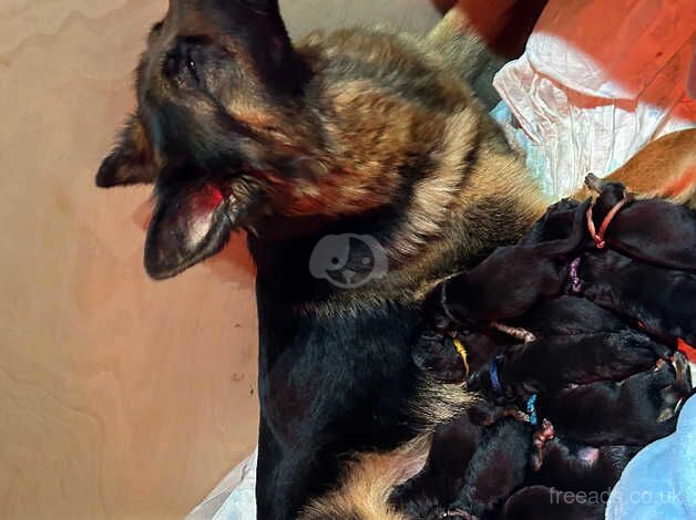 KC Register German shepherd Pups. for sale in Leeds, West Yorkshire