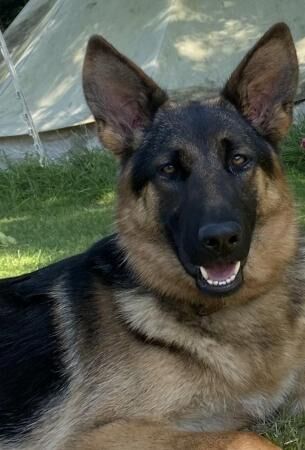KC registered German Shepard pups from health tested parents for sale in Brampton, Suffolk