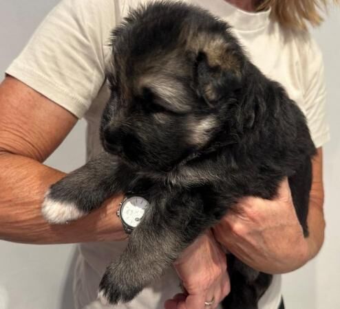 KC registered German Shepherd puppies for sale in Plymouth, Devon