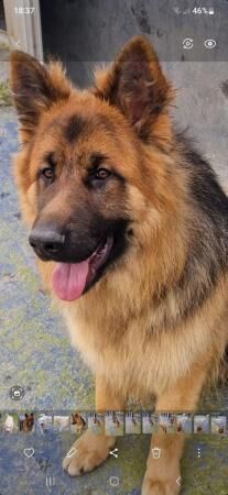 KC registered German Shepherd puppies for sale in Plymouth, Devon - Image 2