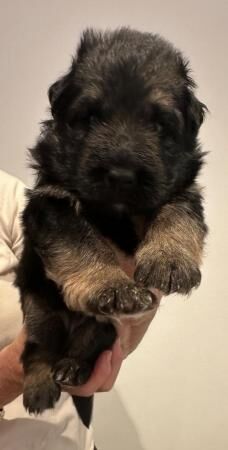 KC registered German Shepherd puppies for sale in Plymouth, Devon - Image 3