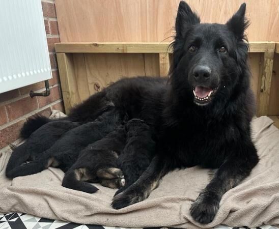 KC registered German Shepherd puppies for sale in Plymouth, Devon - Image 4