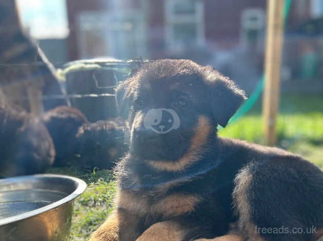 KC registered German Shepherd Puppies for sale in Chesterfield, Derbyshire - Image 1