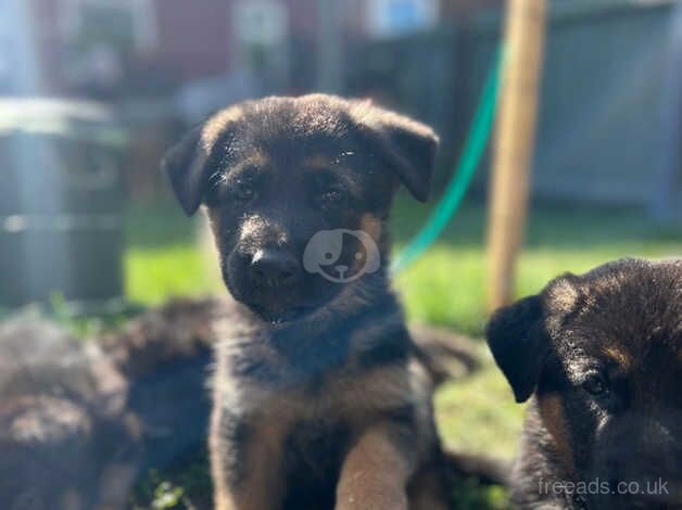 KC registered German Shepherd Puppies for sale in Chesterfield, Derbyshire - Image 2