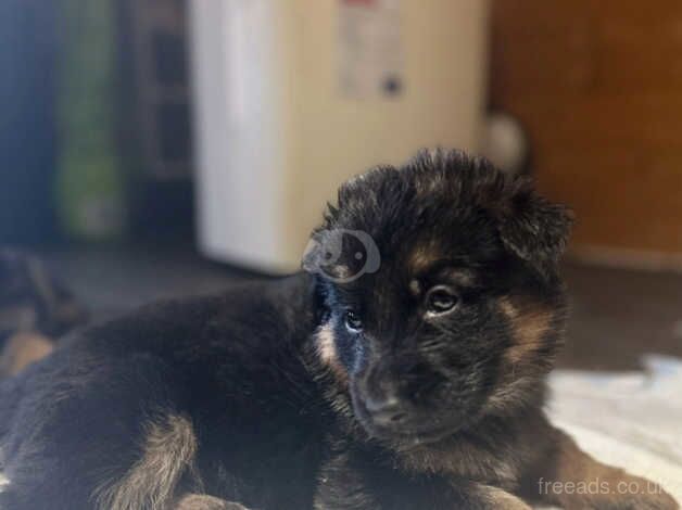 KC registered German Shepherd Puppies for sale in Chesterfield, Derbyshire - Image 5