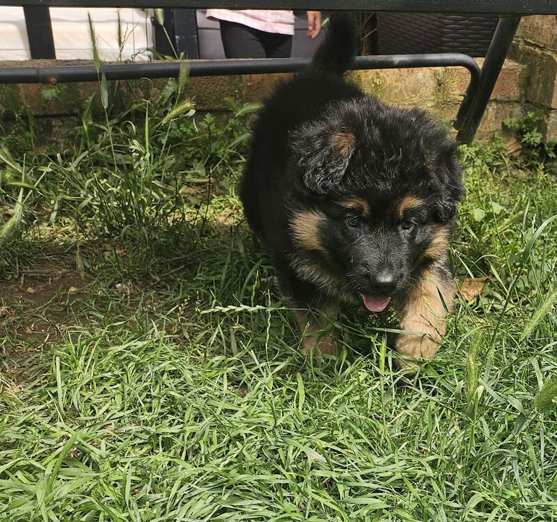 Kc registered german shepherd puppy for sale in Berkshire